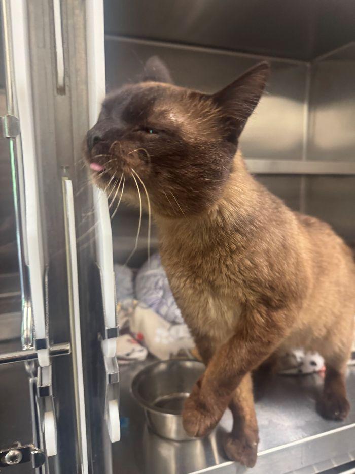 Lou Wang, Adoptable, Adult Male Siamese.