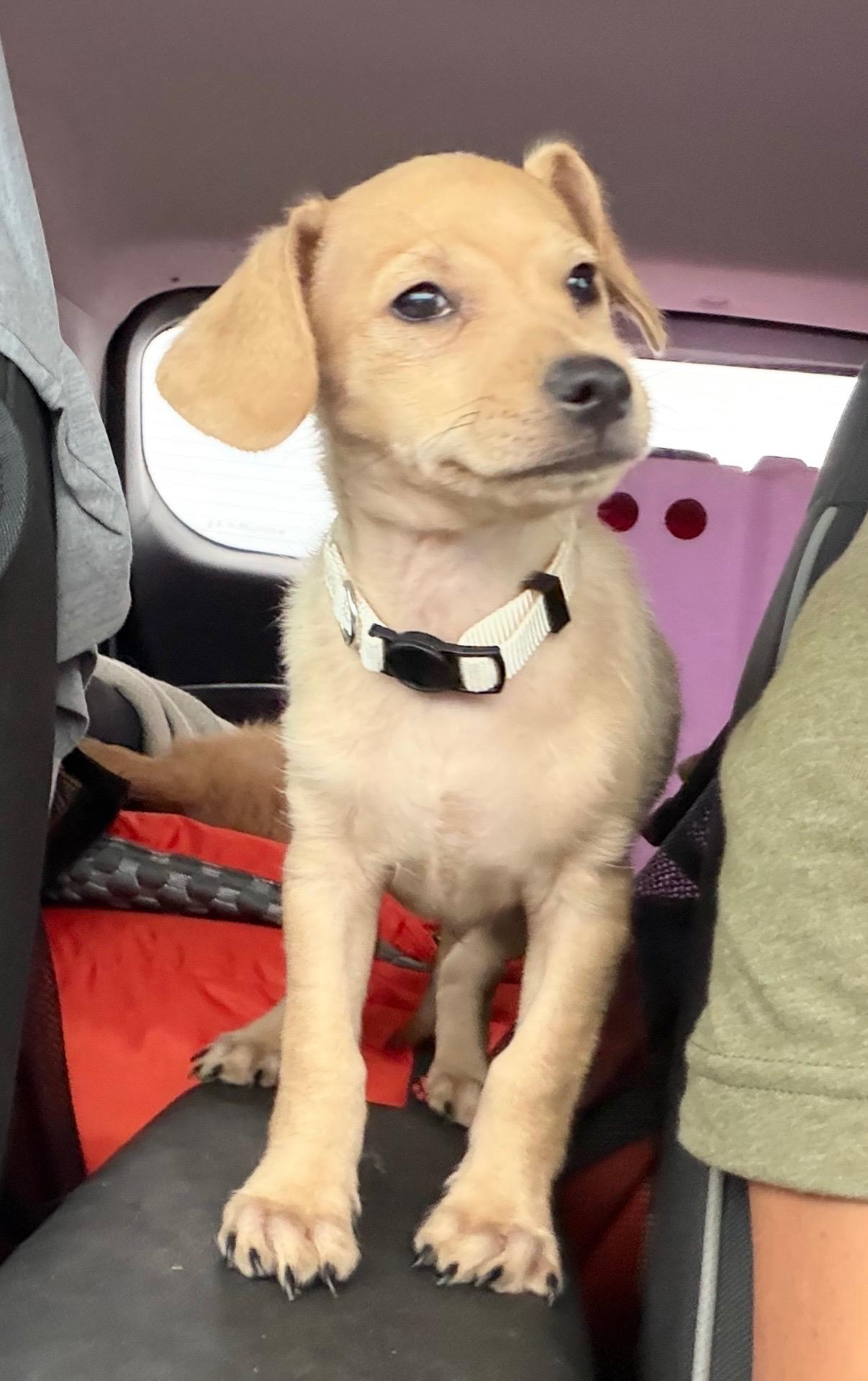 Clint, Adopted, Puppy Male Dachshund & Chiweenie.
