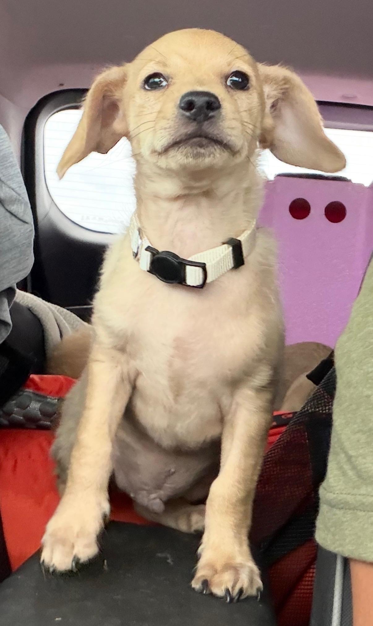 Enlarge Clint, a Adopted mixed breed in Gilbert, AZ image 2/2