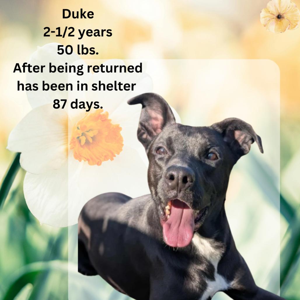 Enlarge Duke, a Adoptable mixed breed in Shinnston, WV image 1/3