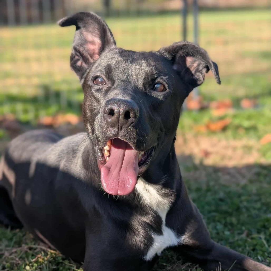 Duke, Adoptable, Adult Male Black Labrador Retriever.