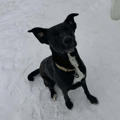 Enlarge Duke, a Adoptable Black Labrador Retriever in Shinnston, WV image 2/2