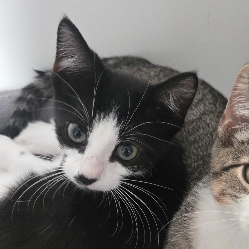 Enlarge Diamond bonded to Quartz, a Adoptable Domestic Short Hair in Middle Village, NY image 1/2