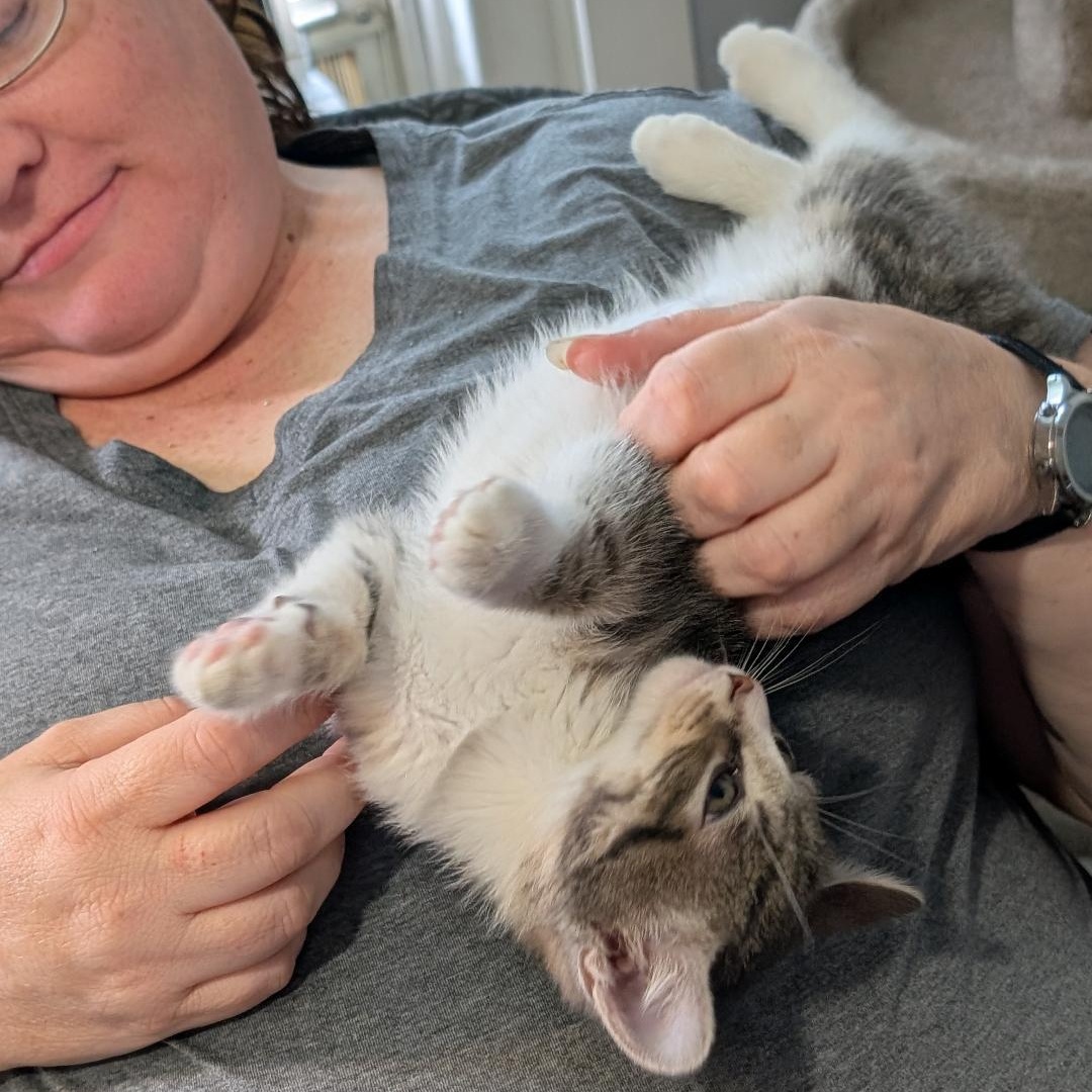 Enlarge Lucas, a ADOPTABLE Domestic Short Hair in Reisterstown, MD image 5/6