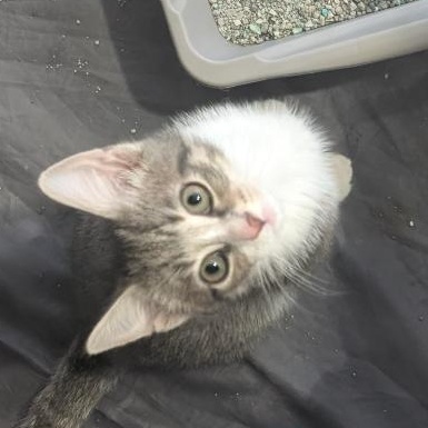 Lucas, ADOPTABLE, Kitten Male Domestic Short Hair.