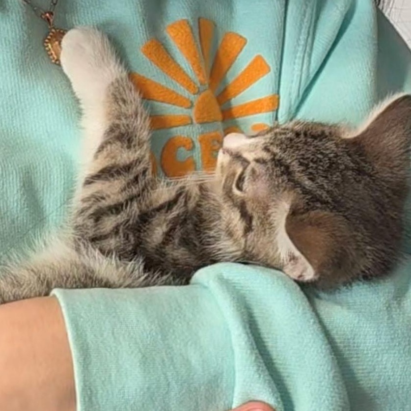 Enlarge Lucas, a ADOPTABLE Domestic Short Hair in Reisterstown, MD image 2/6