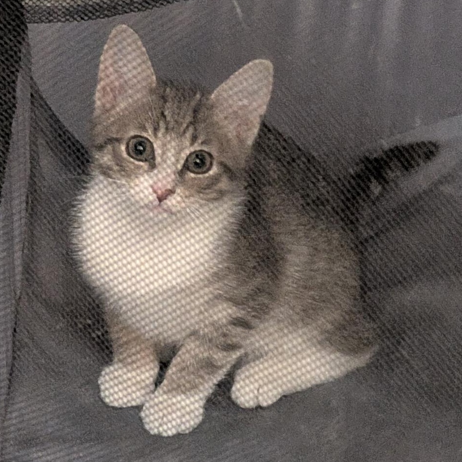 Lucas, ADOPTABLE, Kitten Male Domestic Short Hair.