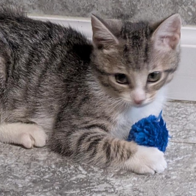 Enlarge Lucas, a ADOPTABLE Domestic Short Hair in Reisterstown, MD image 3/5