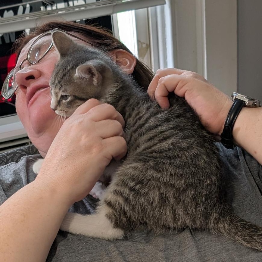 Enlarge Lucas, a ADOPTABLE Domestic Short Hair in Reisterstown, MD image 4/6