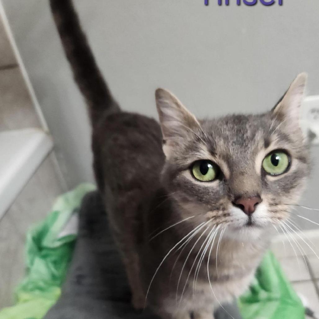 Mom of 2 silver kittens, Adoptable, Young Female Domestic Short Hair.