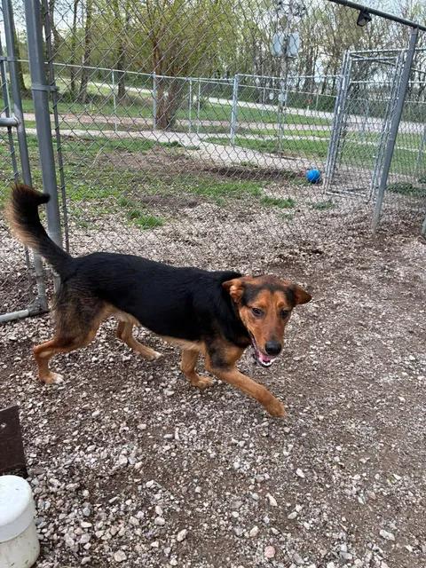 Duke, a ADOPTABLE mixed breed in Mason City, IL image 1/2