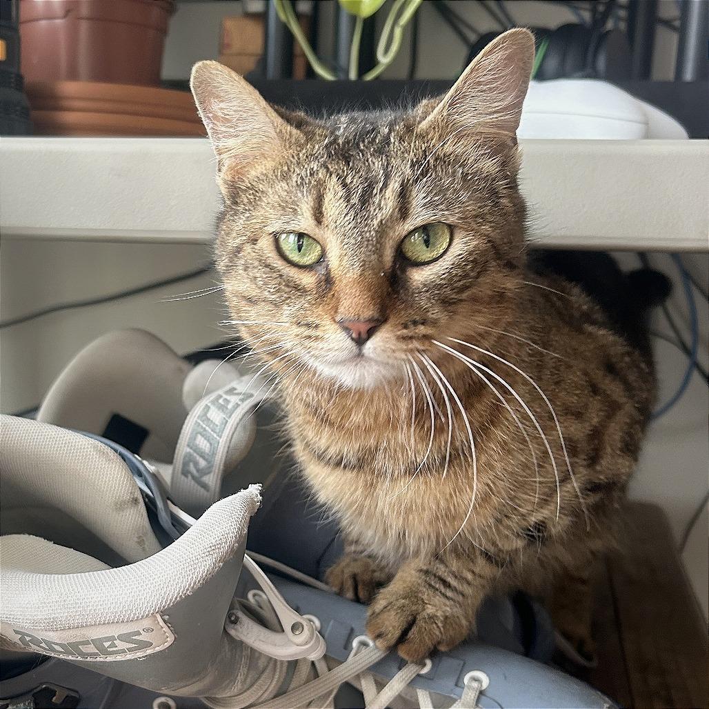 Enlarge Cleo (16804), a Adoptable Domestic Short Hair in Washington, DC image 1/5