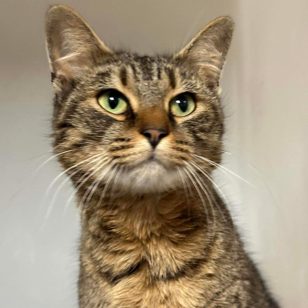 Enlarge Cleo (16804), a Adoptable Domestic Short Hair in Washington, DC image 2/5