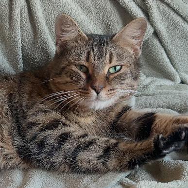 Enlarge Cleo (16804), a Adoptable Domestic Short Hair in Washington, DC image 3/5