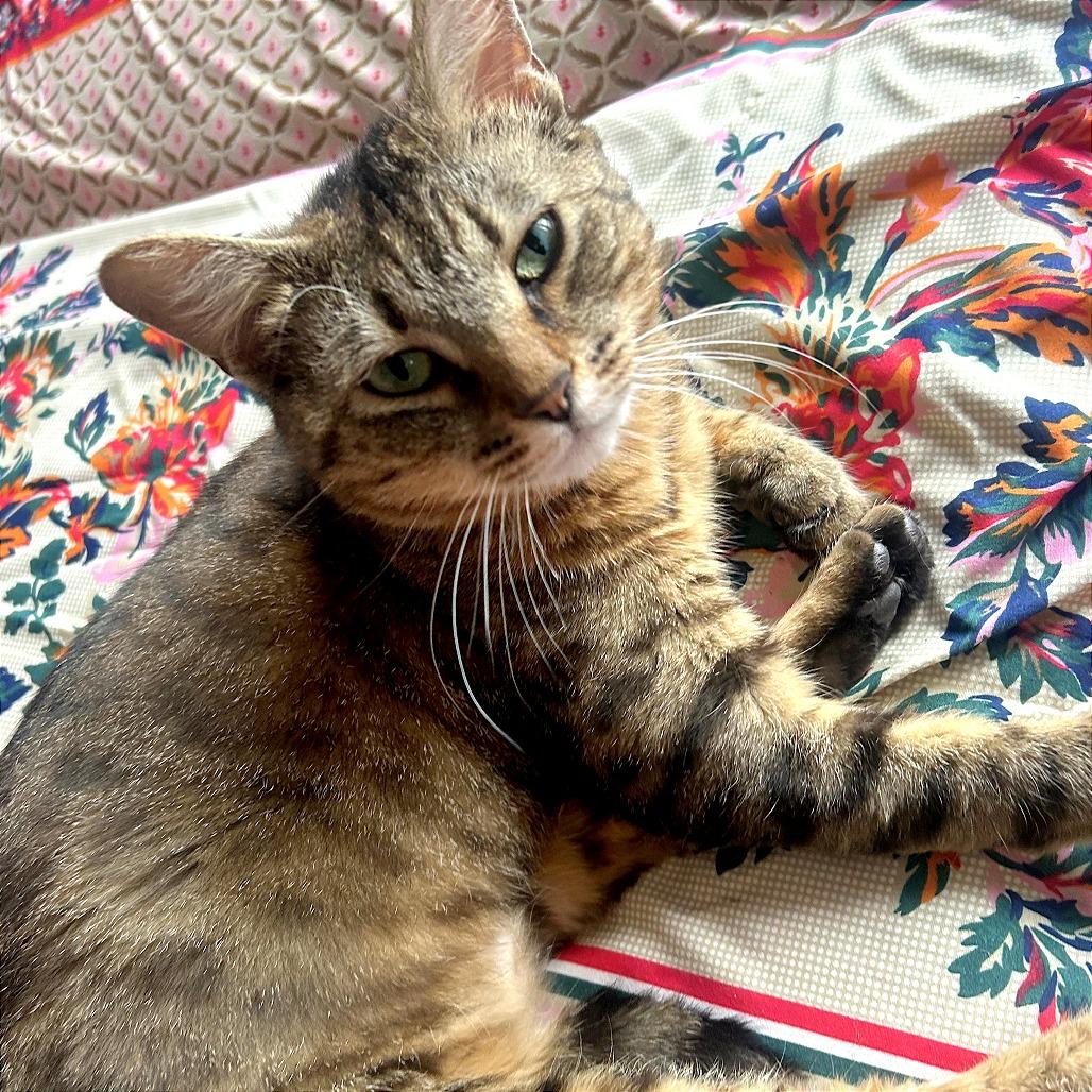 Enlarge Cleo, a Adoptable Domestic Short Hair in Washington, DC image 4/6