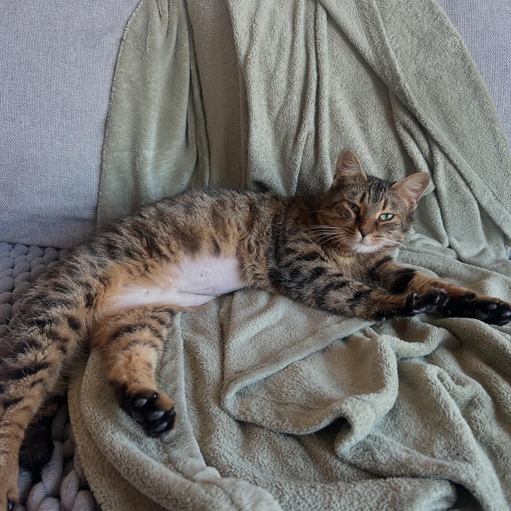 Enlarge Cleo (16804), a Adoptable Domestic Short Hair in Washington, DC image 4/5