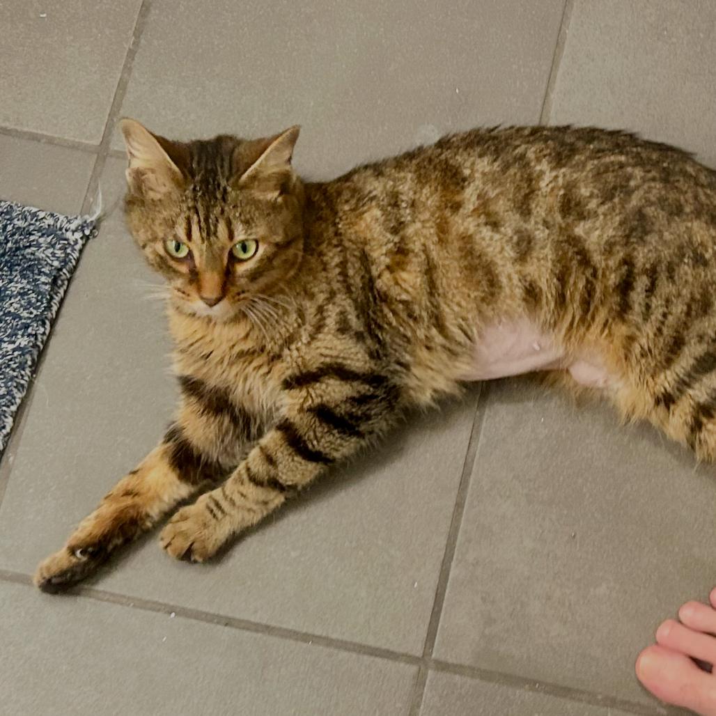 Enlarge Cleo (16804), a Adoptable Domestic Short Hair in Washington, DC image 5/5