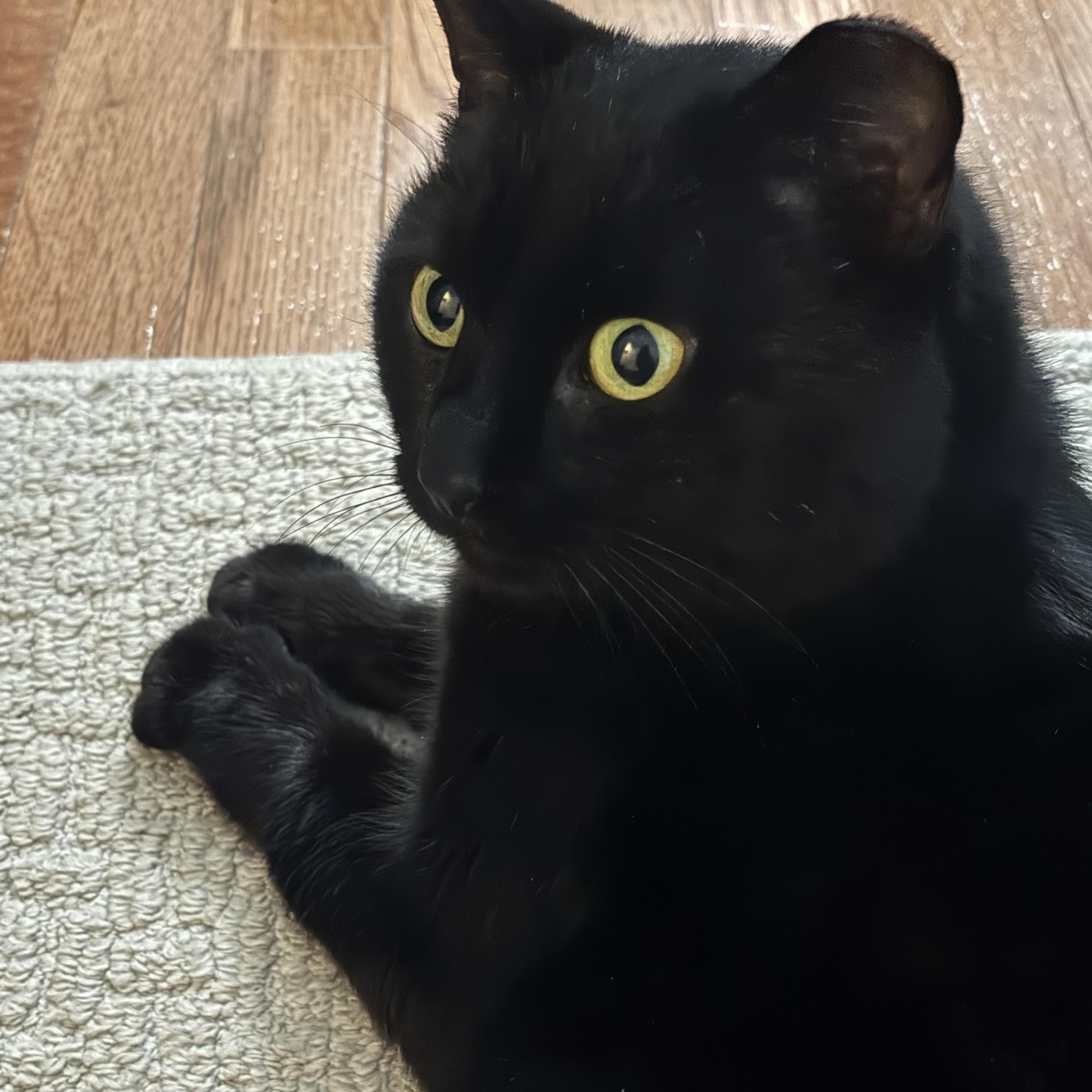 Enlarge Shadow, a ADOPTABLE Domestic Short Hair in Greensboro, NC image 3/3