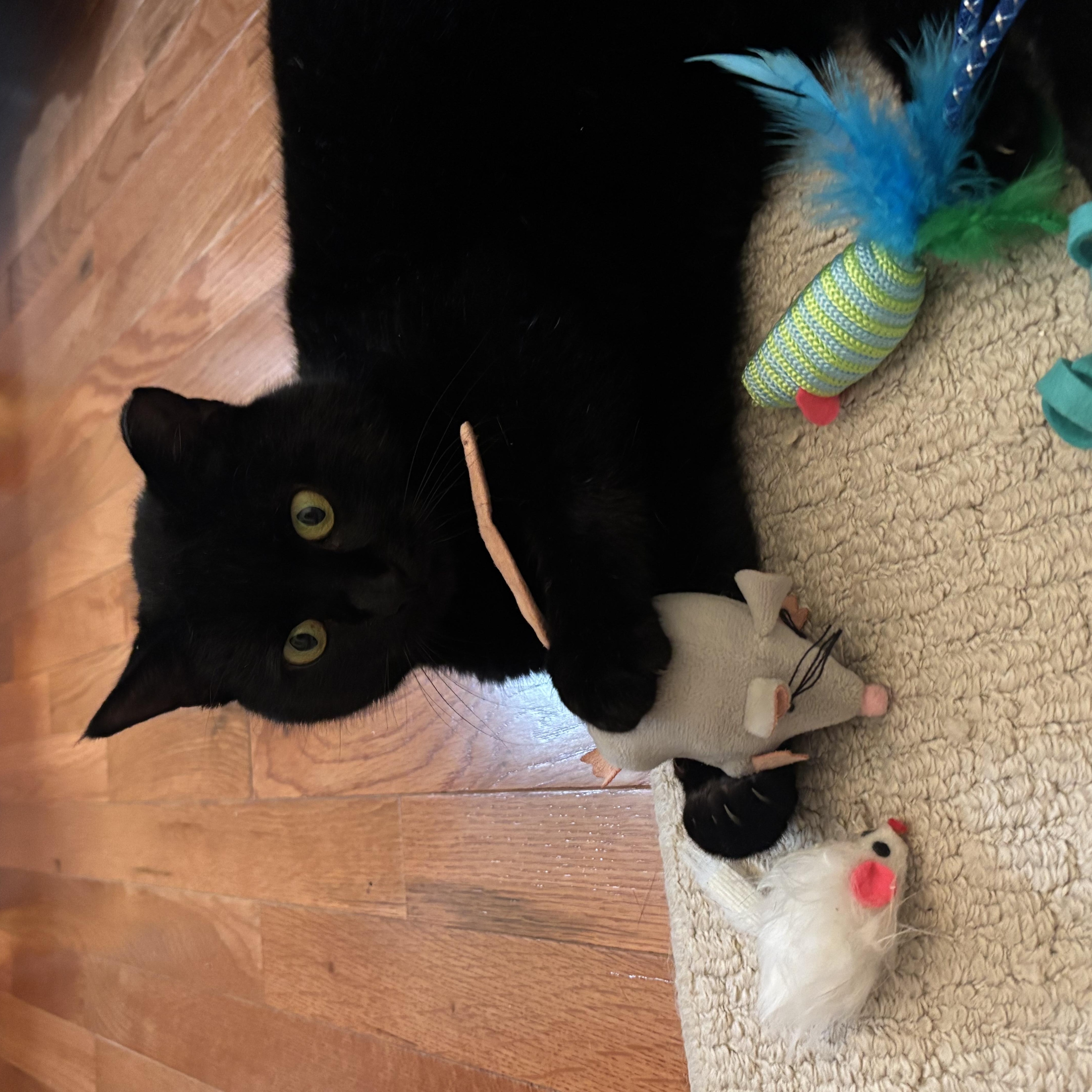 Enlarge Shadow, a ADOPTABLE Domestic Short Hair in Greensboro, NC image 2/3