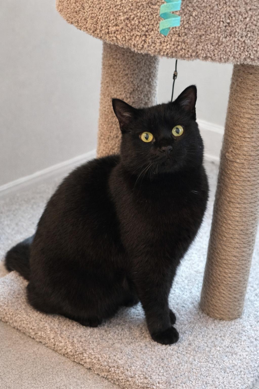 Enlarge Shadow, a ADOPTABLE Domestic Short Hair in Greensboro, NC image 1/3