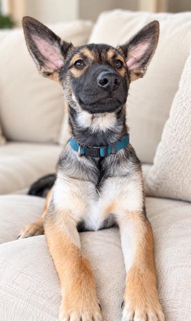 Henry, Adoptable, Young Male German Shepherd Dog.