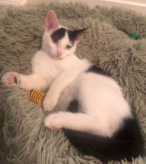 Dr. Seuss: Izzy, Adoptable, Kitten Female Turkish Van.