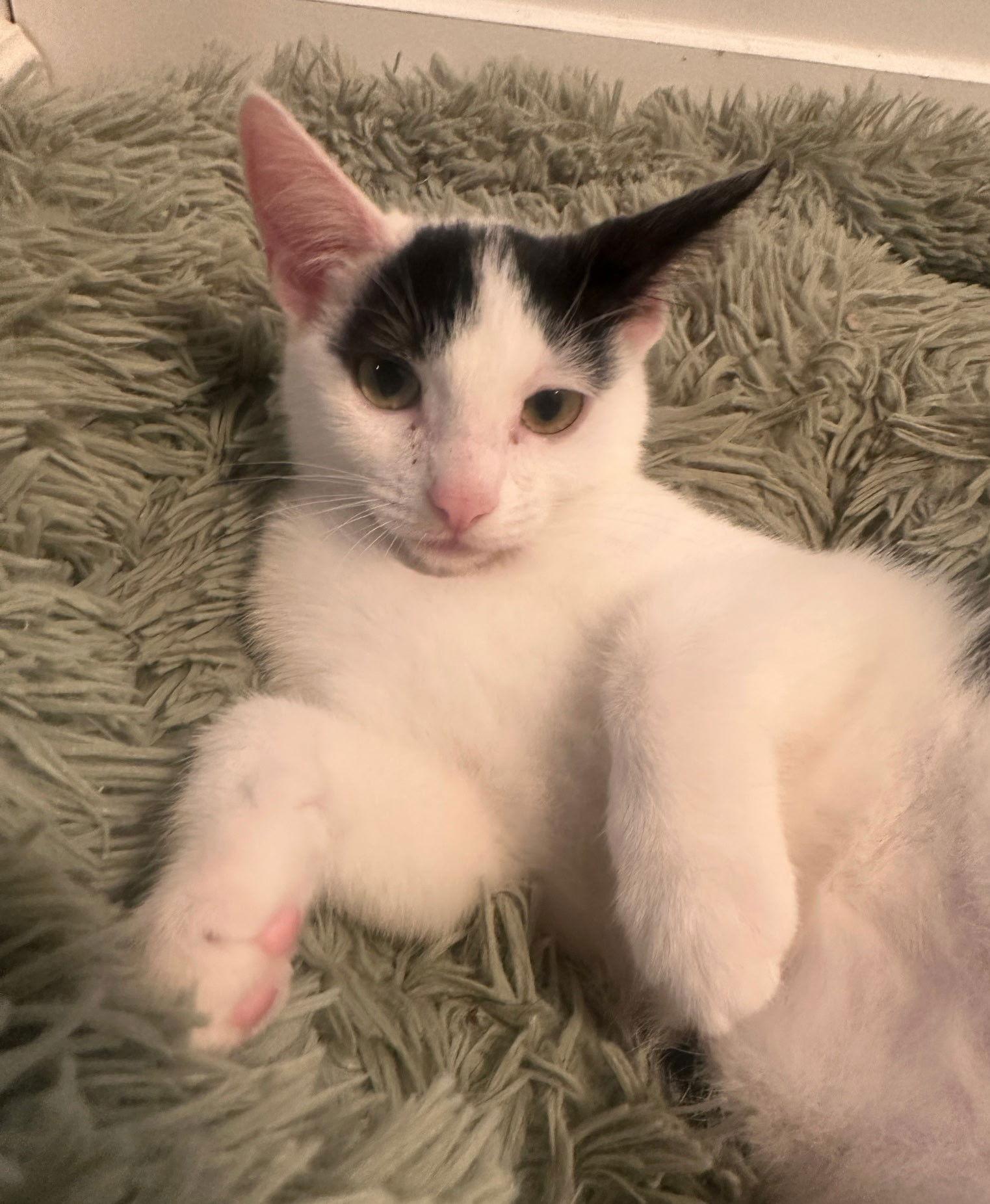 Dr. Seuss: Izzy, a Adoptable Turkish Van in Palo Alto, CA image 3/3
