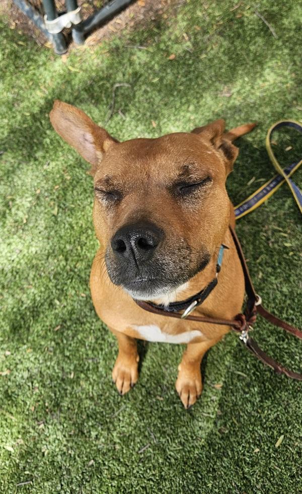 Alligator, Adoptable, Adult Male Pit Bull Terrier.
