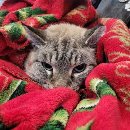 Santa, Adoptable, Adult Male Domestic Short Hair & Domestic Short Hair.