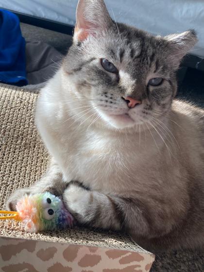 Mr. Lemons, Adoptable, Adult Male Domestic Short Hair & Domestic Short Hair.