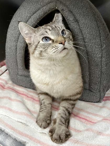 Enlarge Mr. Lemons, a Adoptable mixed breed in Memphis, TN image 1/3