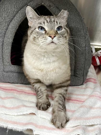 Enlarge Mr. Lemons, a Adoptable mixed breed in Memphis, TN image 2/3