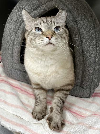 Enlarge Mr. Lemons, a Adoptable mixed breed in Memphis, TN image 3/3