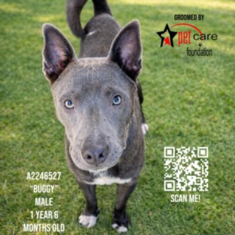 BUGGY, Adoptable, Young Male Pit Bull Terrier.