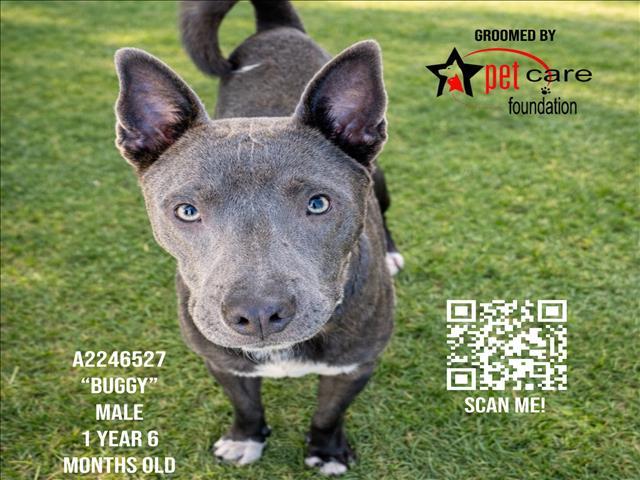 Enlarge BUGGY, a Adoptable Pit Bull Terrier in Los Angeles, CA image 1/1
