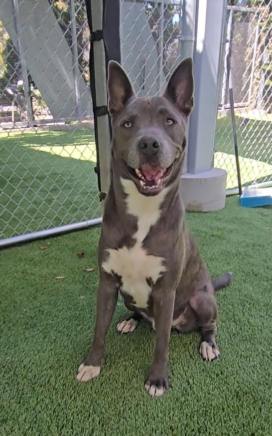 BUGGY, Adoptable, Young Male Pit Bull Terrier.