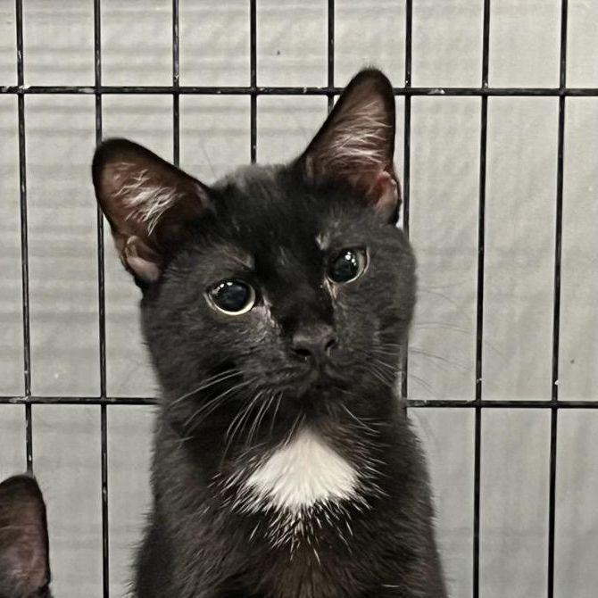 Enlarge Ribby, a Adopted Domestic Short Hair in Brighton, MI image 3/6