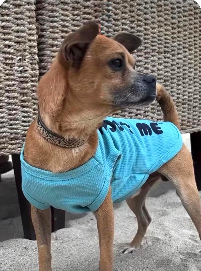 Enlarge Chavo, an adopted mixed breed in Toronto, ON image 3/6