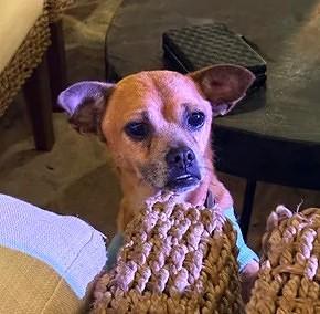 Enlarge Chavo, an adopted mixed breed in Toronto, ON image 2/6