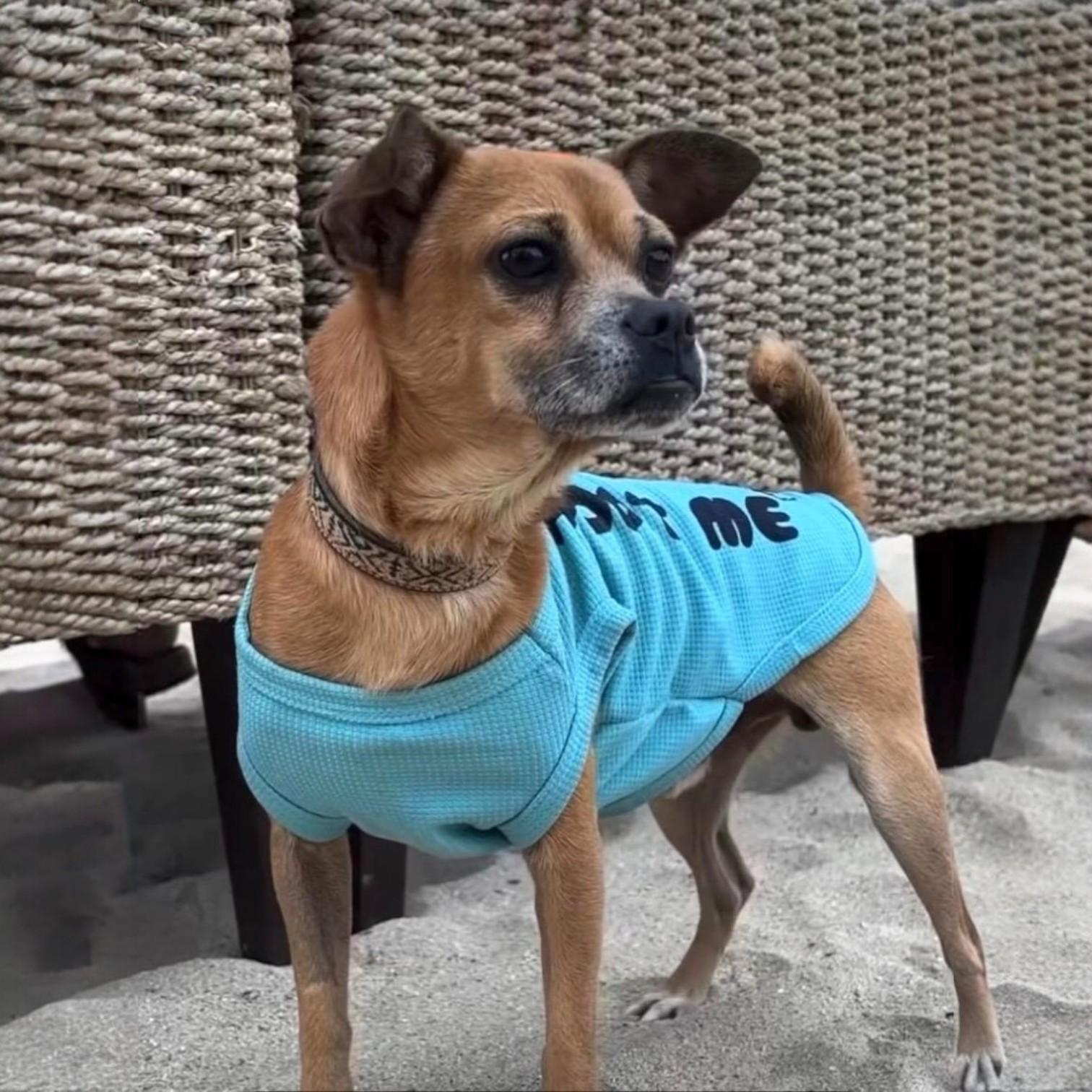 Enlarge Chavo, an adopted mixed breed in Toronto, ON image 1/6