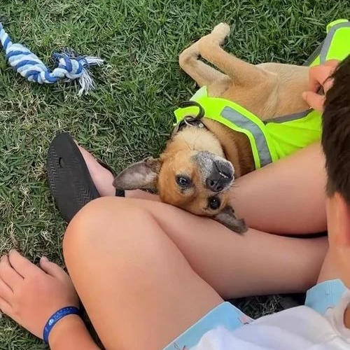 Enlarge Chavo, an adopted mixed breed in Toronto, ON image 6/6