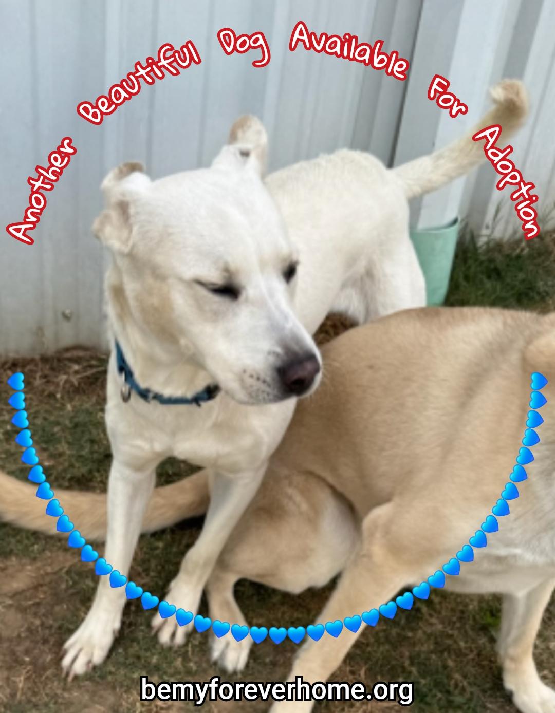 Enlarge Larry, a Adoptable mixed breed in Plano, TX image 5/6