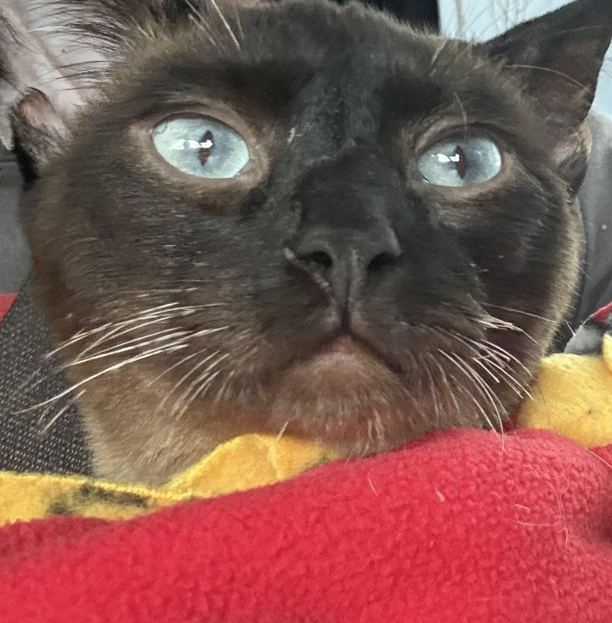 Zero, a Adopted mixed breed in Nashville, TN image 1/3