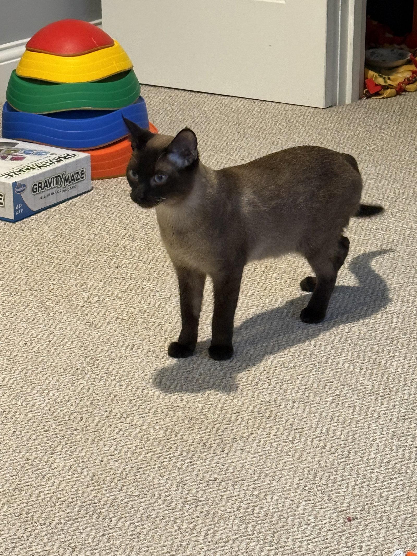 Zero, a Adopted mixed breed in Nashville, TN image 2/3