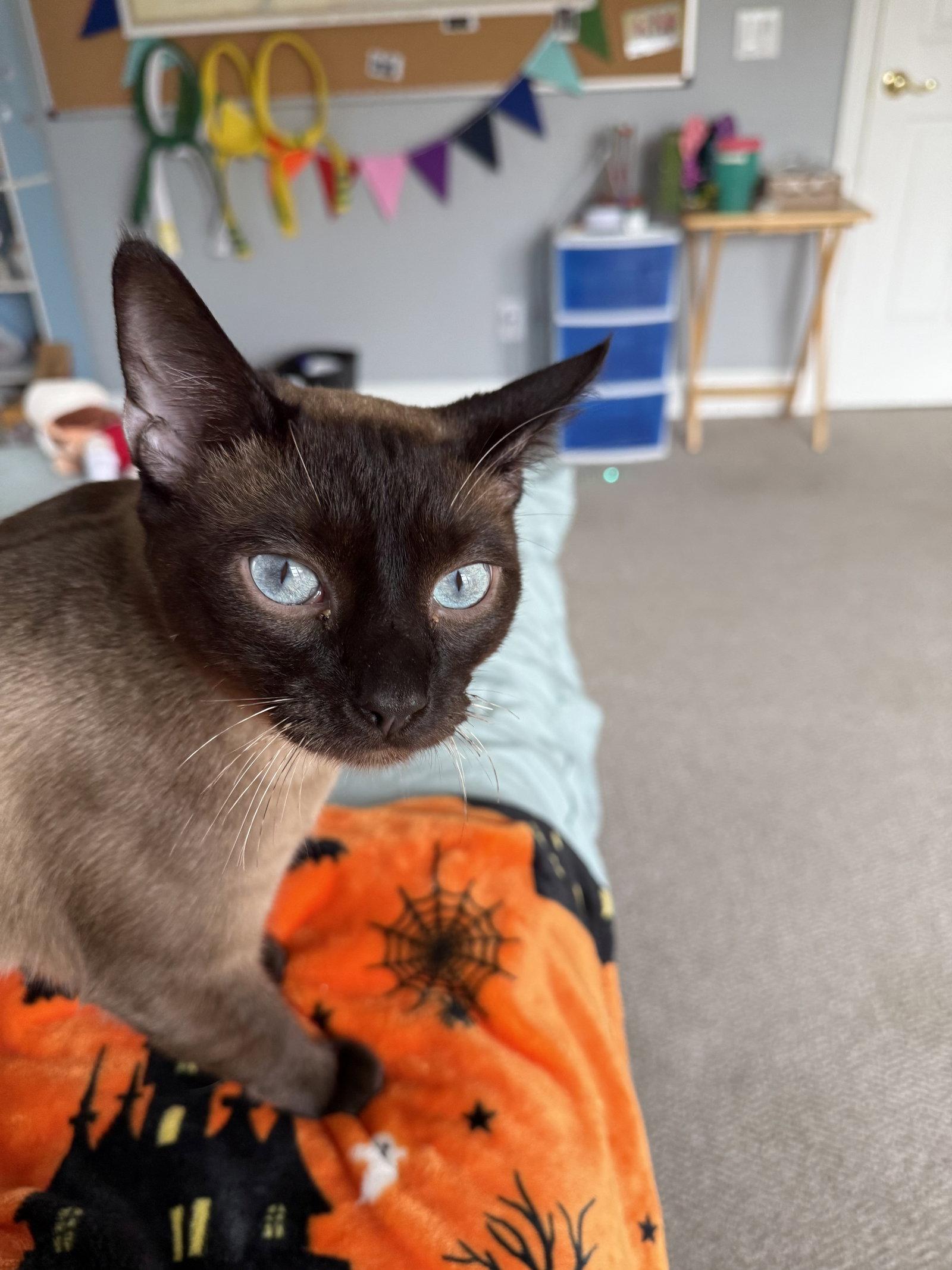 Zero, a Adopted mixed breed in Nashville, TN image 3/3