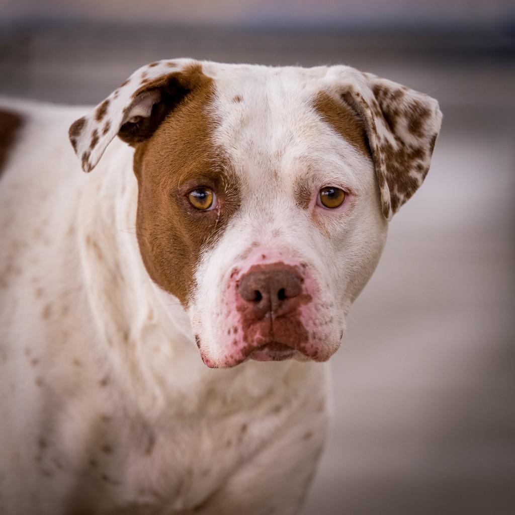 Chancey, Adoptable, Adult Female Pit Bull Terrier.