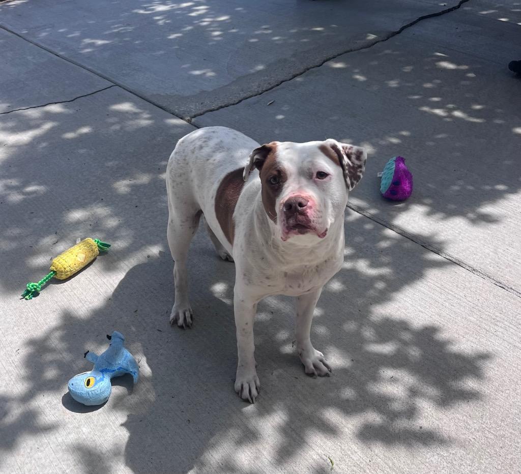 Enlarge Chancey, a Adoptable Pit Bull Terrier in Twentynine Palms, CA image 1/6