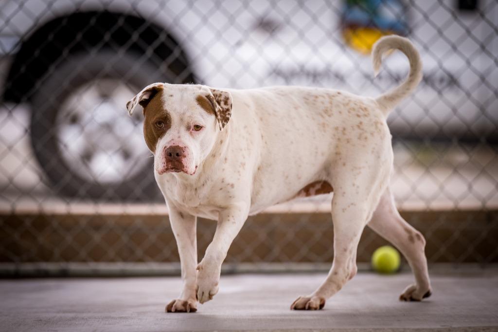 Enlarge Chancey, a Adoptable Pit Bull Terrier in Twentynine Palms, CA image 3/6