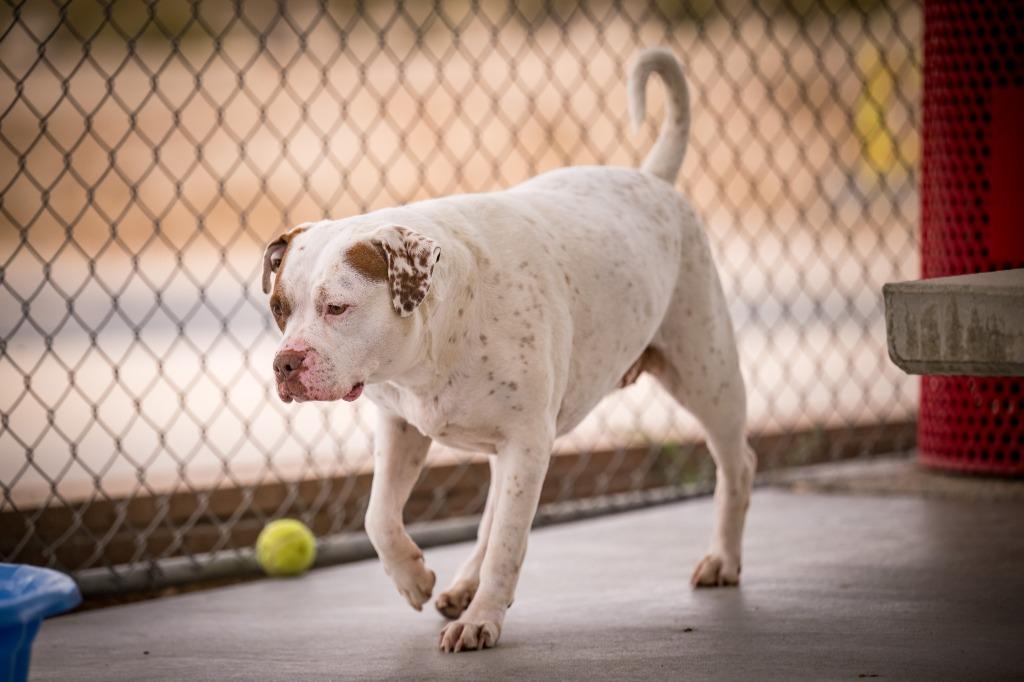Chancey, a Adoptable Pit Bull Terrier in Twentynine Palms, CA image 3/5