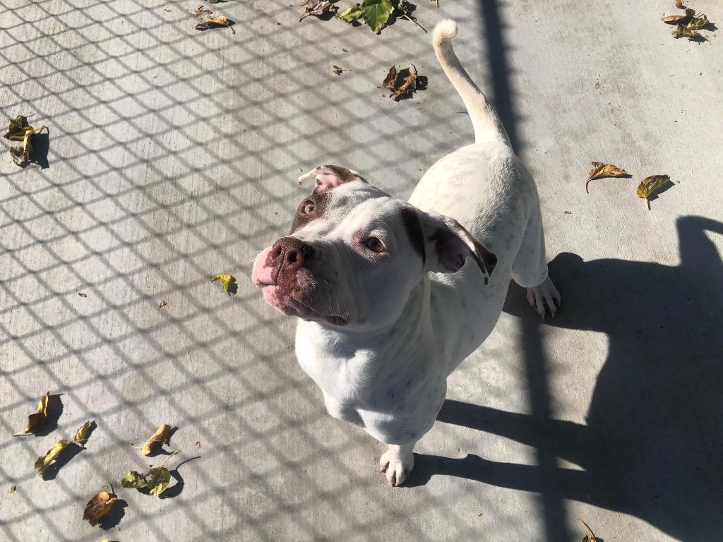 Enlarge Chancey, a Adoptable Pit Bull Terrier in Twentynine Palms, CA image 4/6